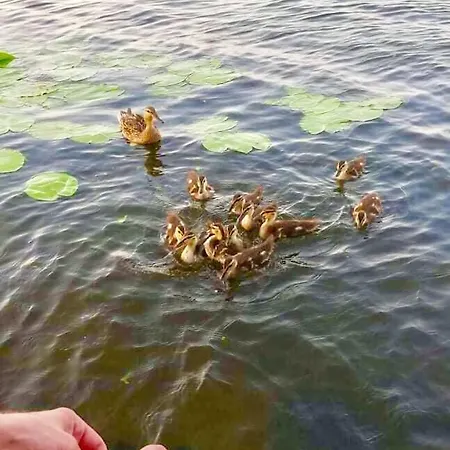 ヴィラ Mazurska Deluxe W Pasymiu Z Prywatnym Pomostem Na Jezioro Kalwa I Lodzia Na Wylacznosc Najwyzsze Premium W Osada Zamkowa パシム