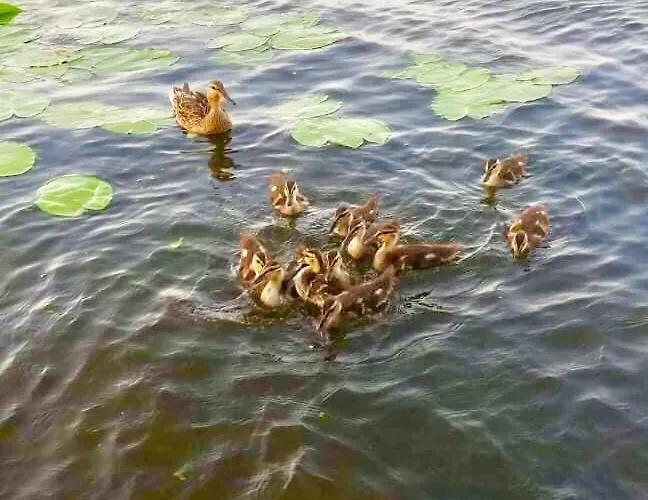 Villa Mazurska Deluxe: Lakeside Retreat With Private Pier On Kalwa Pasym